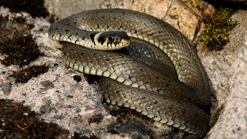 Gehört zu den Schlangen in Deutschland: Ringelnatter. Sieben Schlangenarten gibt es in Deutschland. Wir zeigen euch, wie sie aussehen - und verraten, ob sie giftig sind. | Bild: mauritius-images