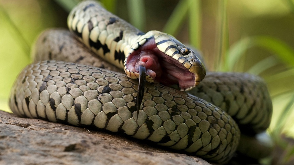 Gehört zu den Schlangen in Deutschland: Ringelnatter. Sieben Schlangenarten gibt es in Deutschland. Wir zeigen euch, wie sie aussehen - und verraten, ob sie giftig sind. | Bild: picture alliance/blickwinkel