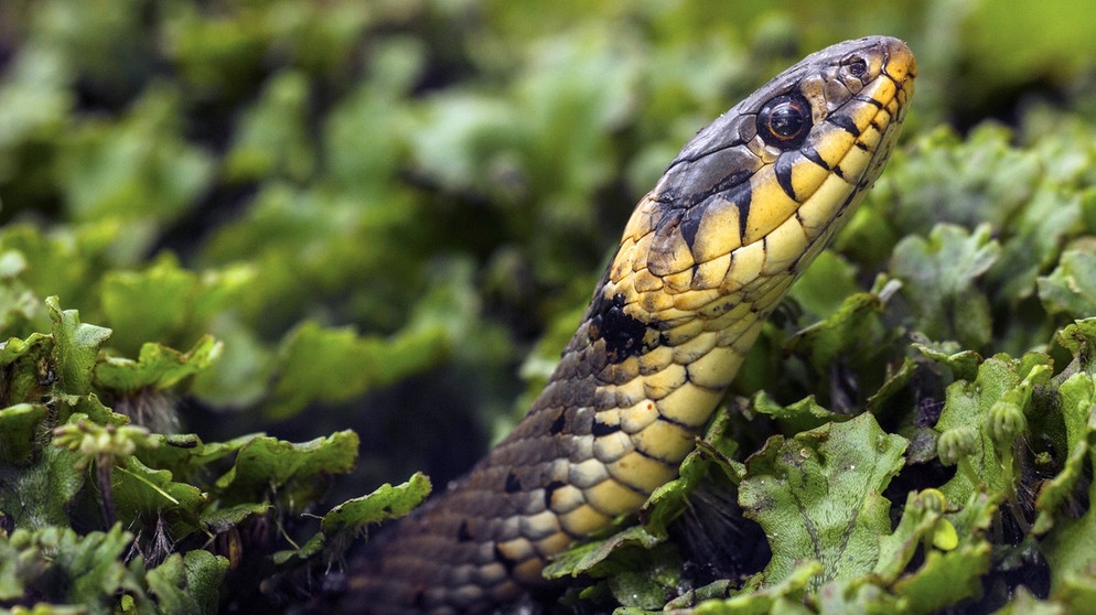 Diese Schlange kommt am häufigsten in Deutschland vor: die Ringelnatter. Hier späht sie aus ihrem Versteck. Sieben Schlangenarten gibt es in Deutschland. Wir zeigen euch, wie sie aussehen - und verraten, ob sie giftig sind. | Bild: picture alliance / blickwinkel/A. Hartl