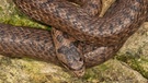 Gehört zu den Schlangen in Deutschland: Schlingnatter. Sieben Schlangenarten gibt es in Deutschland. Wir zeigen euch, wie sie aussehen - und verraten, ob sie giftig sind. | Bild: mauritius-images
