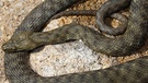 Gehört zu den Schlangen in Deutschland: Würfelnatter. Sieben Schlangenarten gibt es in Deutschland. Wir zeigen euch, wie sie aussehen - und verraten, ob sie giftig sind. | Bild: mauritius-images
