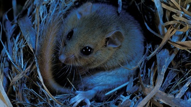 Siebenschläfer mit einer speziellen Kamera im Nest aufgenommen. Am 27. Juni ist Siebenschläfertag. Warum der Tag über unser Wetter so wichtig ist und was der Siebenschläfer eigentlich damit zu tun hat, lest ihr hier. | Bild: colourbox.com