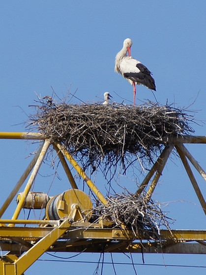 Störche In Bayern: So Geht's Den Weißstörchen Bei Uns | Tiere | Natur ...