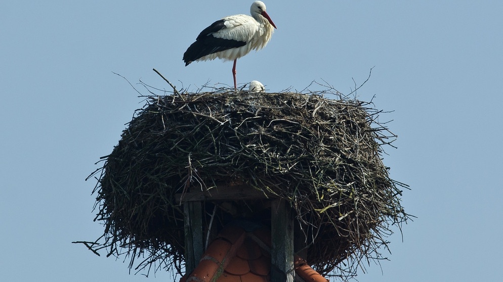 Ein Storch sitzt im März 2012 in seinem Horst in Straubing | Bild: picture-alliance/dpa