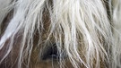 Wer versteckt seine Augen hinter einem Pony? | Bild: picture-alliance/dpa