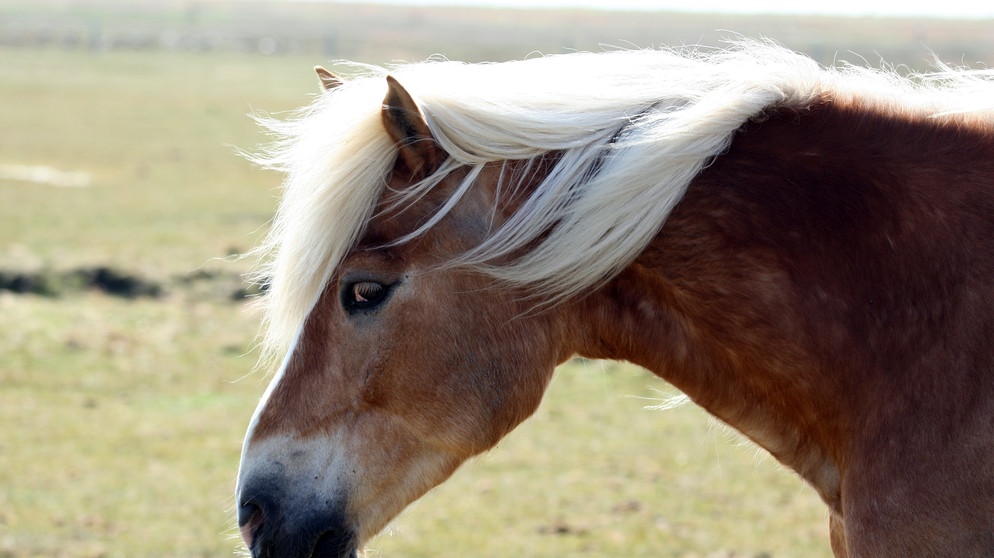 ...es sind die Augen eines Haflingers | Bild: picture-alliance/dpa