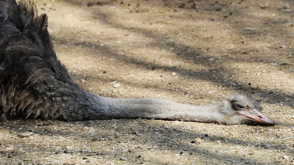 Ein Vogel Strauß liegt auf dem Boden und lässt sich von der Sonne wärmen. | Bild: picture-alliance/dpa