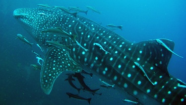 Walhai - der größte Fisch im Meer | Bild: picture-alliance/dpa/HJS Sportfotos