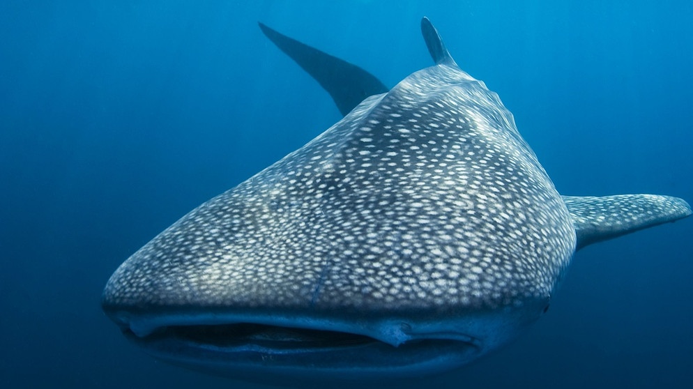 Walhai. Der Wahlhai ist der größte Fisch der Welt. Trotzdem schafft er es, sich zu verstecken. Noch immer gibt der vom Aussterben bedrohte Riese Forschern Rätsel auf.  | Bild: picture alliance/augenklick