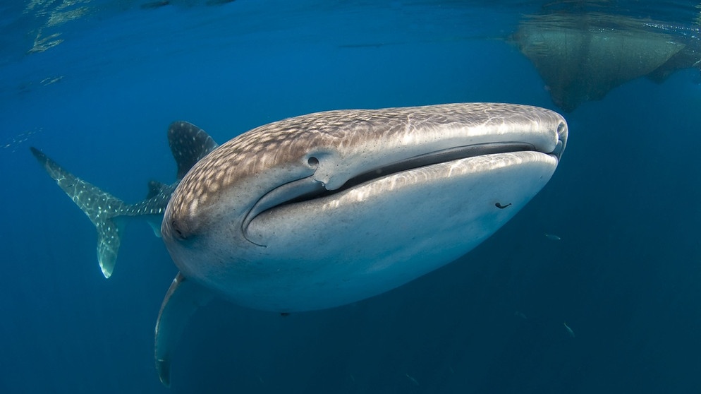 Walhai. Der Wahlhai ist der größte Fisch der Welt. Trotzdem schafft er es, sich zu verstecken. Noch immer gibt der vom Aussterben bedrohte Riese Forschern Rätsel auf.  | Bild: picture alliance/augenklick