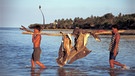 Walhai. Seine Flossen galten lange als Delikatesse. (Foto: Philippinen, 2002) Der Wahlhai ist der größte Fisch der Welt. Trotzdem schafft er es, sich zu verstecken. Noch immer gibt der vom Aussterben bedrohte Riese Forschern Rätsel auf.  | Bild: picture-alliance/dpa/WILDLIFE