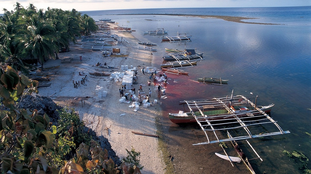 Schlachtstation für Walhaie (Philippinen, 2002). Der Wahlhai ist der größte Fisch der Welt. Trotzdem schafft er es, sich zu verstecken. Noch immer gibt der vom Aussterben bedrohte Riese Forschern Rätsel auf.  | Bild: picture-alliance/dpa/WILDLIFE