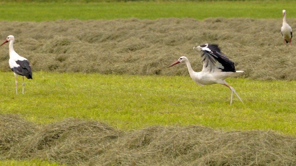 Weißstörche auf Futtersuche | Bild: picture-alliance/dpa