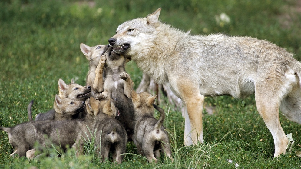 Wolf mit sechs Welpen. Im 19. Jahrhundert war der Wolf in Deutschland ausgerottet. Doch seit dem Jahr 2000 leben wieder Wölfe bei uns. Wie gut kennt ihr die Vorfahren unserer Haushunde? Hier erfahrt ihr spannende Fakten über die Raubtiere.   | Bild: picture-alliance/dpa