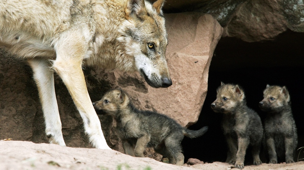 Wolf mit Welpen in einer Höhle. Im 19. Jahrhundert war der Wolf in Deutschland ausgerottet. Doch seit dem Jahr 2000 leben wieder Wölfe bei uns. Wie gut kennt ihr die Vorfahren unserer Haushunde? Hier erfahrt ihr spannende Fakten über die Raubtiere.   | Bild: picture-alliance/dpa