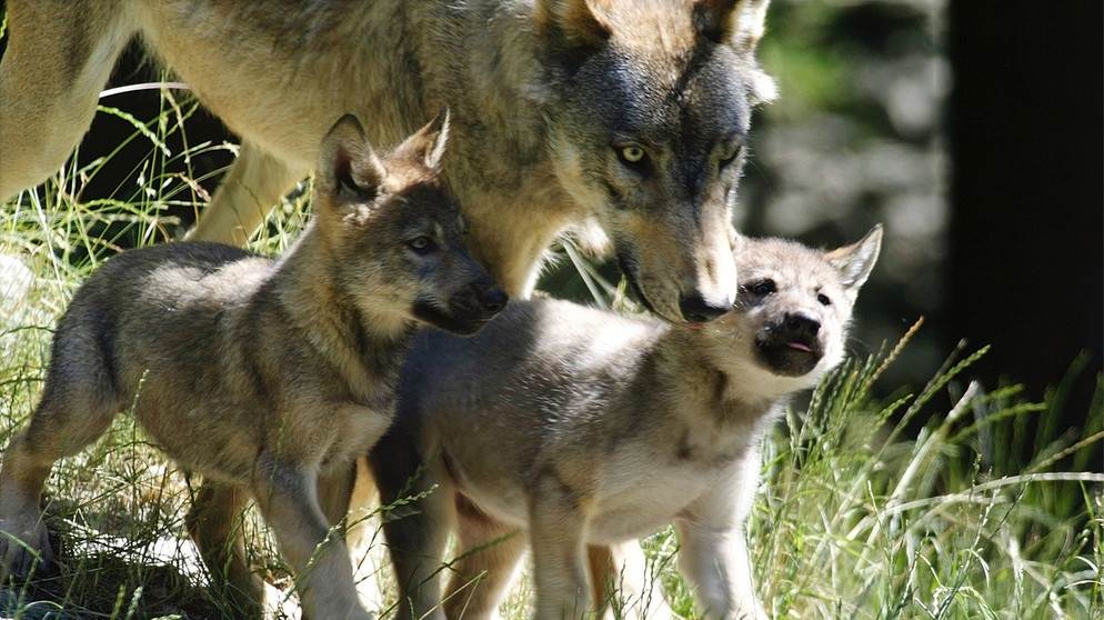 Wolfsmutter mit Welpen - hier im Wildpark Bad Mergentheim. Im 19. Jahrhundert war der Wolf in Deutschland ausgerottet. Doch seit dem Jahr 2000 leben wieder Wölfe bei uns. Wie gut kennt ihr die Vorfahren unserer Haushunde? Hier erfahrt ihr spannende Fakten über die Raubtiere.   | Bild: picture-alliance/dpa