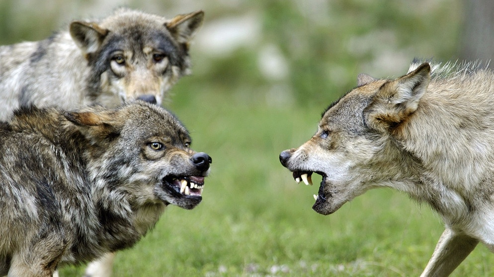 Zähnefletschende Wölfe. Im 19. Jahrhundert war der Wolf in Deutschland ausgerottet. Doch seit dem Jahr 2000 leben wieder Wölfe bei uns. Wie gut kennt ihr die Vorfahren unserer Haushunde? Hier erfahrt ihr spannende Fakten über die Raubtiere.   | Bild: picture-alliance/dpa