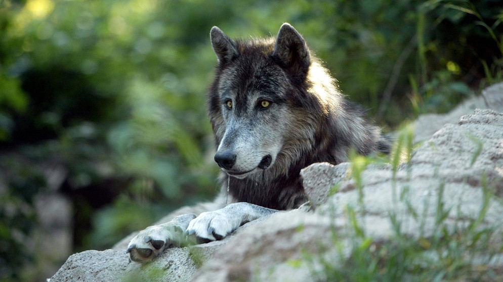 Ein Wolf liegt auf einem Stein. Im 19. Jahrhundert war der Wolf in Deutschland ausgerottet. Doch seit dem Jahr 2000 leben wieder Wölfe bei uns. Wie gut kennt ihr die Vorfahren unserer Haushunde? Hier erfahrt ihr spannende Fakten über die Raubtiere.   | Bild: colourbox.com