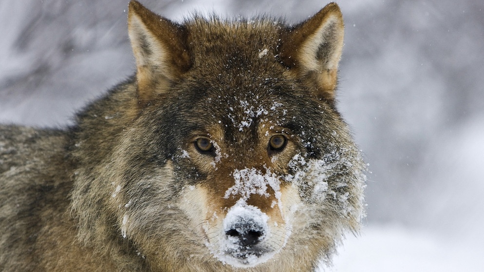 Wolf im Schnee. Im 19. Jahrhundert war der Wolf in Deutschland ausgerottet. Doch seit dem Jahr 2000 leben wieder Wölfe bei uns. Wie gut kennt ihr die Vorfahren unserer Haushunde? Hier erfahrt ihr spannende Fakten über die Raubtiere.   | Bild: picture-alliance/dpa