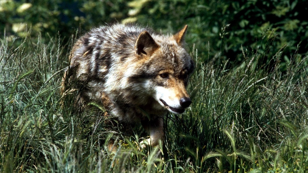 Läuft über die Wiese - der Wolf. Im 19. Jahrhundert war der Wolf in Deutschland ausgerottet. Doch seit dem Jahr 2000 leben wieder Wölfe bei uns. Wie gut kennt ihr die Vorfahren unserer Haushunde? Hier erfahrt ihr spannende Fakten über die Raubtiere.   | Bild: colourbox.com