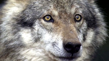 Wolf in einer Nahaufnahme. Im 19. Jahrhunderts war der Wolf in Deutschland ausgerottet. Doch seit dem Jahr 2000 leben wieder Wölfe bei uns. Wie gut kennt ihr die Vorfahren unserer Haushunde? Hier erfahrt ihr spannende Fakten über die Raubtiere.   | Bild: picture-alliance/dpa