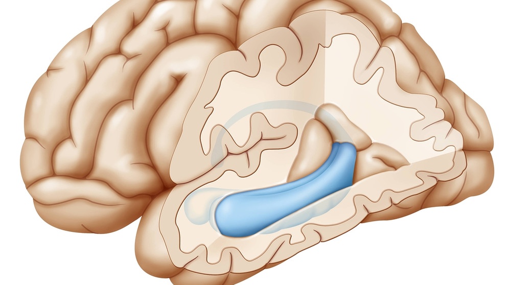 Das Neuronale Netz : Wie Lernt Das Gehirn? | Psychologie | Verstehen ...