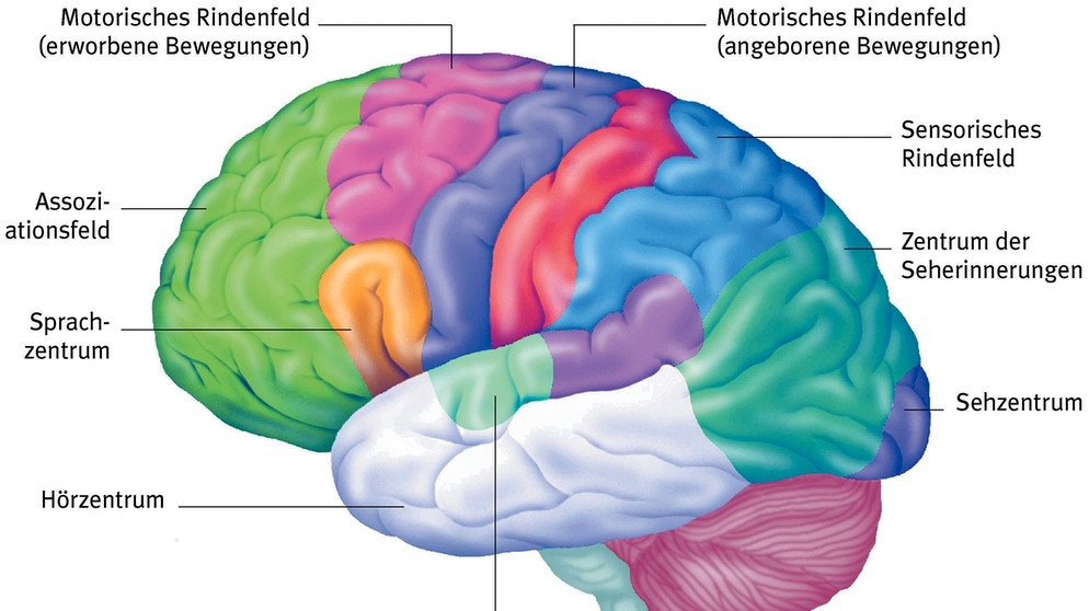 Hirnforschung: Erster übergreifender Atlas Der Hirnrinde | Psychologie ...