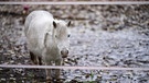 Ein Pony steht am Morgen bei stürmischen Wetter auf einer Weide. | Bild: dpa-Bildfunk/Mohssen Assanimoghaddam