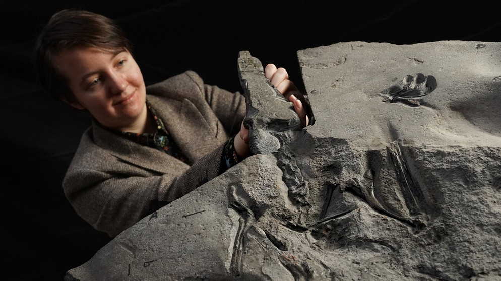 Dieses undatierte vom National Museum of Scotland zur Verfügung gestellte Foto zeigt Natalia Jagielska, Doktorandin der Universität von Edinburgh, mit dem Fossil eines Flugsauriers aus dem Jura-Zeitalter. Der Pterosaurier, der 2017 auf der Insel Skye im Nordwesten Schottlands entdeckt wurde, hatte eine Flügelspannweite von mehr als 2,5 Metern und lebte vor rund 170 Millionen Jahren. Foto: Stewart Attwood/National Museum of Scotland/PA Media/dpa | Bild: dpa-Bildfunk/Stewart Attwood