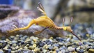 Nahaufnahme eines Seedrachens (Phyllopteryx taeniolatus) - auch Kleiner Fetzenfisch genannt. | Bild: picture alliance / Zoonar | Bill Kennedy