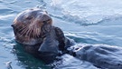 Seeotter schwimmt im Wasser zwischen Eisstücken. - Forscher der Texas A&M University haben herausgefunden, wie sich die kleinen Säuger im null Grad kalten Wasser des nördlichen Pazifiks warmhalten. | Bild: colourbox.com