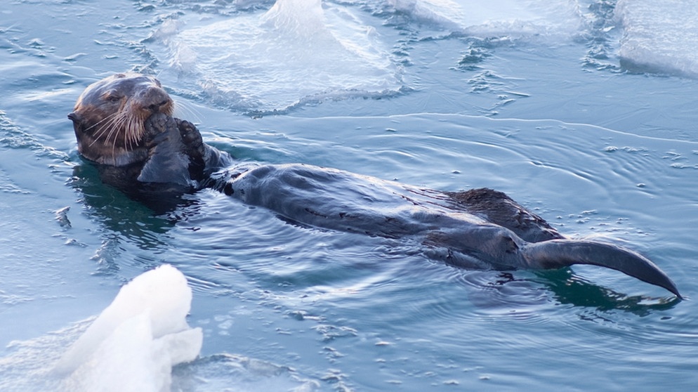 Seeotter schwimmt im Wasser zwischen Eisstücken. - Forscher der Texas A&M University haben herausgefunden, wie sich die kleinen Säuger im null Grad kalten Wasser des nördlichen Pazifiks warmhalten. | Bild: colourbox.com