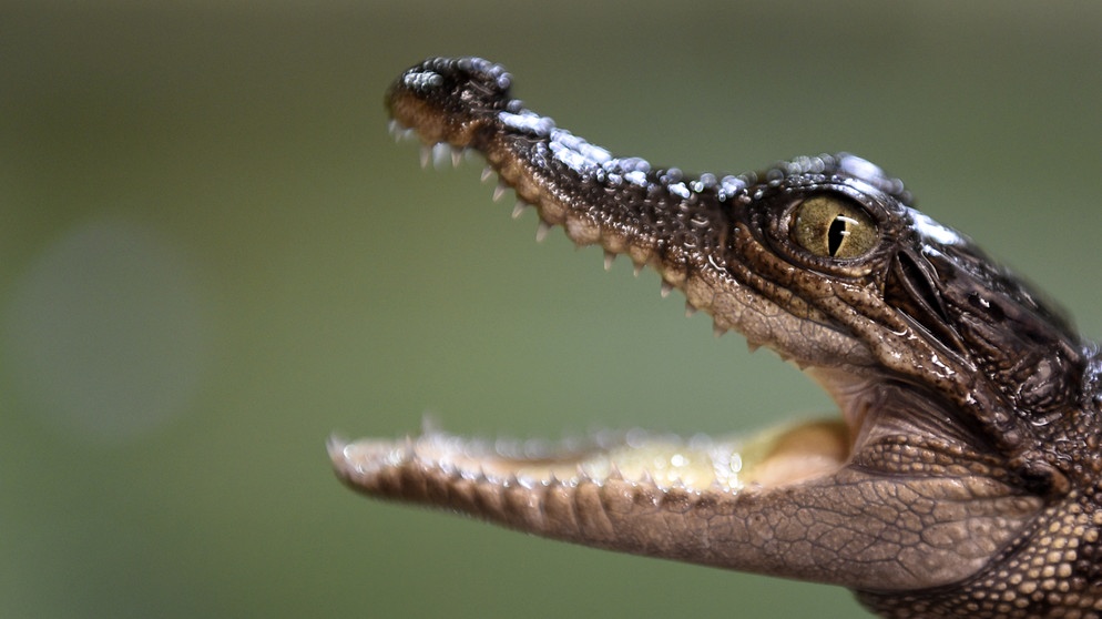 Siam-Krokodil | Bild: picture alliance / dpa | Vaclav Pancer