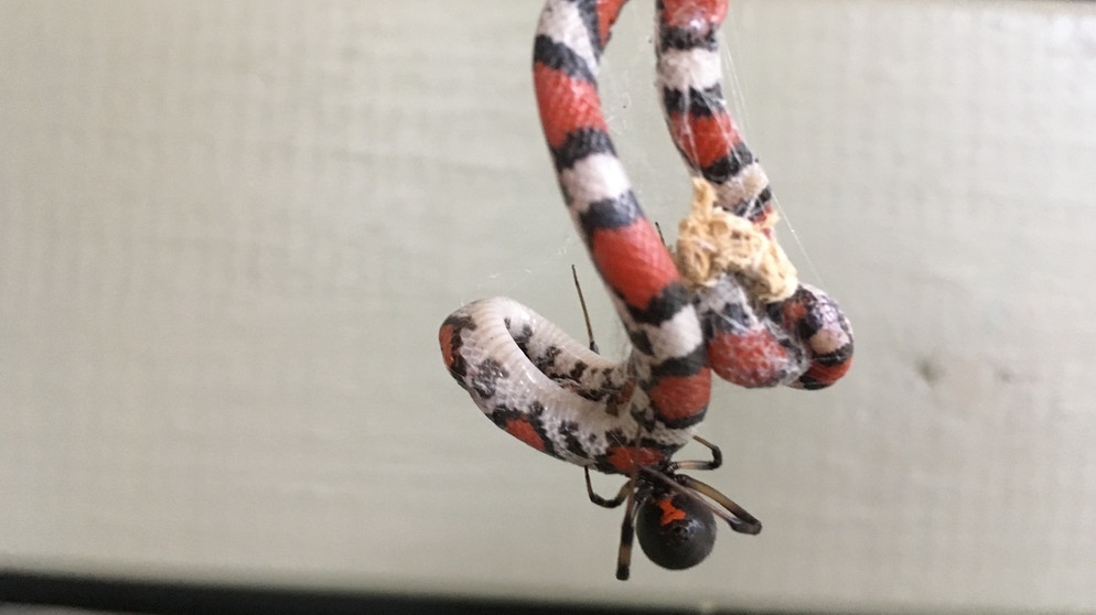 Spinne (Latrodectus geometricus) frisst Schlange (Cemophora coccinea) in den USA | Bild: Daniel R. Crook