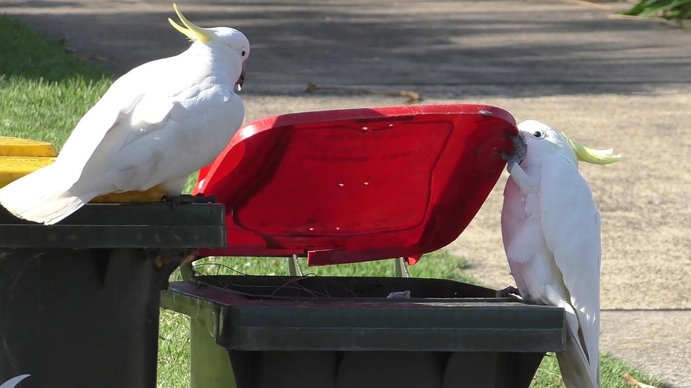 Der Video-Screenshot zeigt zwei Kakadus beim Öffnen eines Mülleimers. | Bild: dpa-Bildfunk/Barbara Klump/MAX PLANCK INSTITUTE OF ANIMAL BEHAVIOR