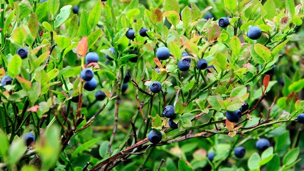 Reife Waldheidelbeeren (Vaccinium myrtillus) sind köstlich und besitzen viele Vitamine - doch in unseren Wäldern sind sie zunehmend gefährdet.  | Bild: picture alliance / Klaus Nowottnick