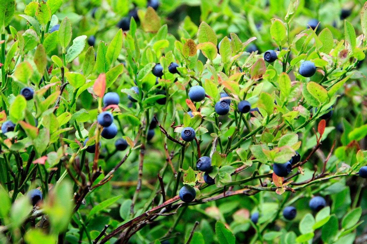 Reife Waldheidelbeeren (Vaccinium myrtillus) sind köstlich und besitzen viele Vitamine - doch in unseren Wäldern sind sie zunehmend gefährdet.  | Bild: picture alliance / Klaus Nowottnick