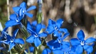 Blaue Enzianbüten im Gras. | Bild: Frank Teigler / picture alliance