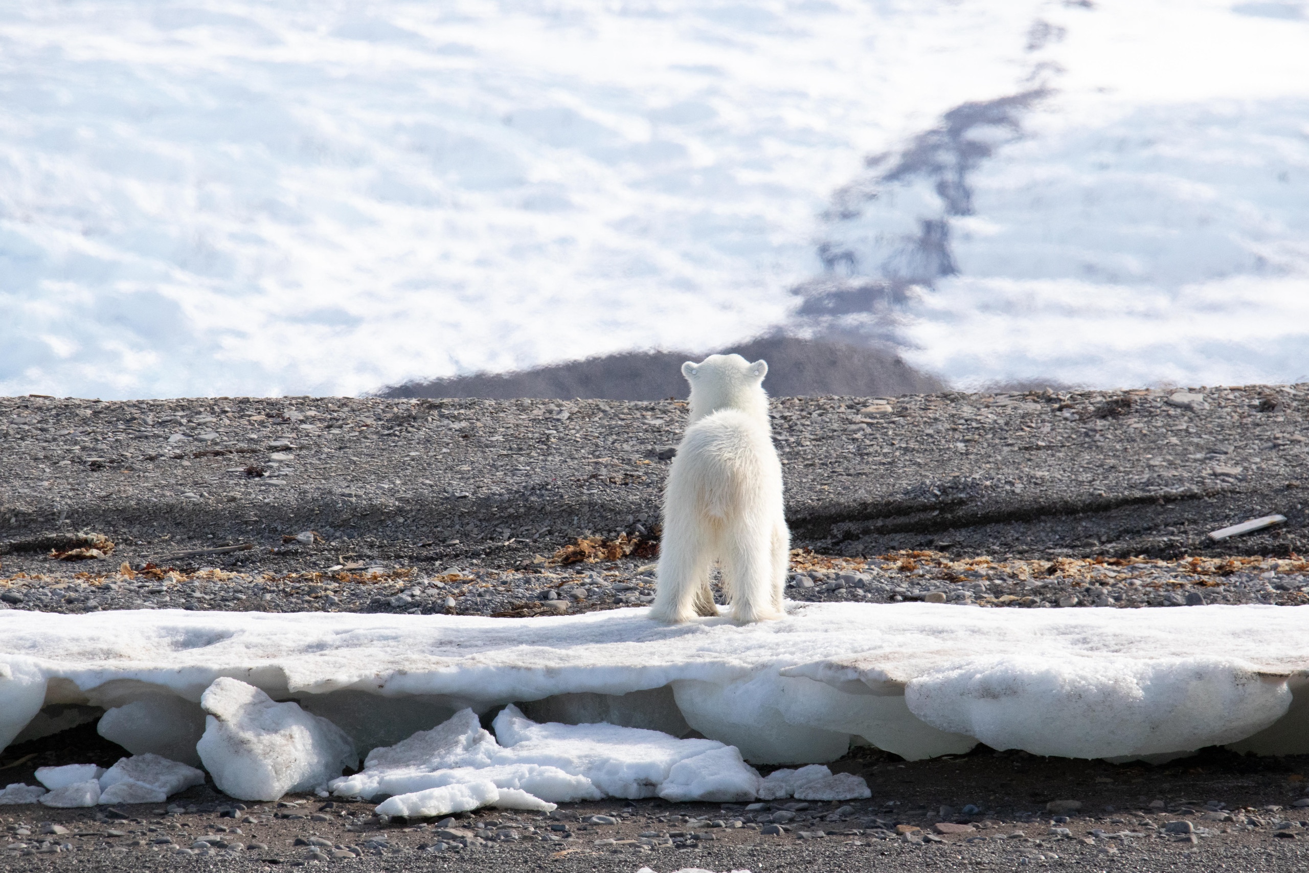 Eisbärin von hinten, Arktis, das Eis schmilzt | Bild: picture alliance / Zoonar | Tanja Kreß