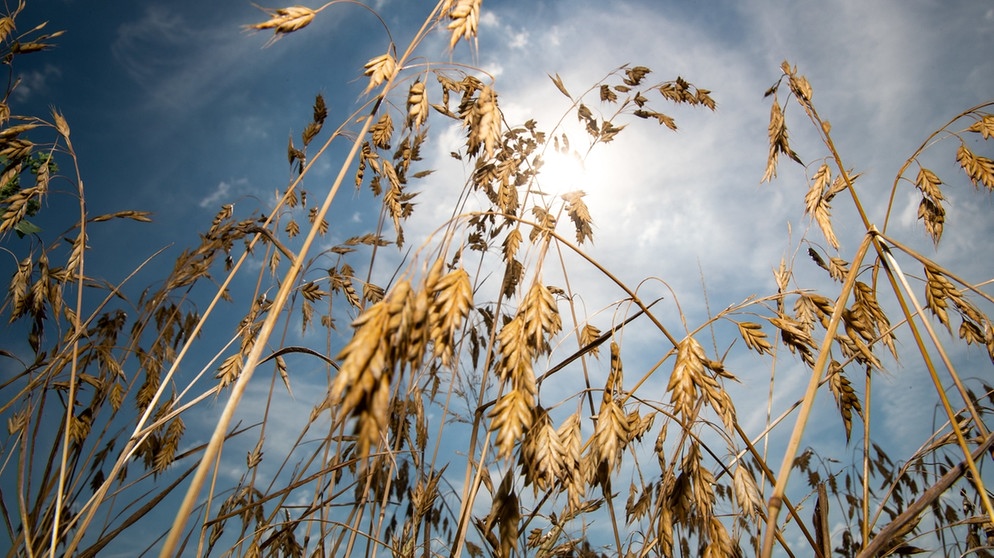 Trockener Sommerweizen im Hitze-Sommer 2018 im bayerischen Reichenschwand. Überdurchschnittlich hohe Temperaturen und vor allem lang anhaltende Dürre haben zu Ernteausfällen auch in Bayern geführt. | Bild: dpa-Bildfunk/Daniel Karmann