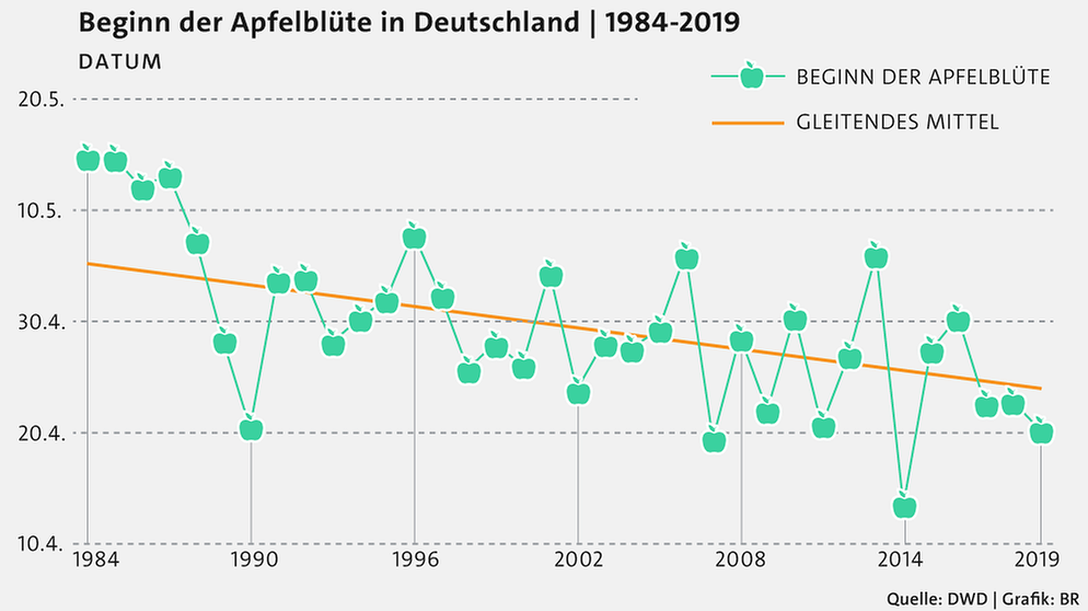 Grafik: Beginn der Apfelblüte in Deutschland von 1984 bis 2019. Der Beginn der Apfelblüte gilt als phänologischer Frühlingsmarker und findet in jedem Jahr zu einem anderen Zeitpuntk ab. Der Trend seit 1984: Die Apfelblüte beginnt immer früher. Daten vom Bayerischen Landesamt für Umwelt, 2021 | Bild: BR, Quelle: DWD