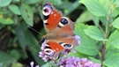 Schmetterling Tagpfauenauge auf Blüte | Bild: picture-alliance/dpa