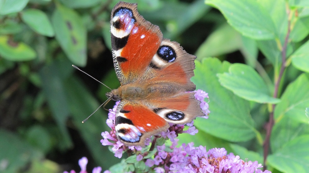 Schmetterling Tagpfauenauge auf Blüte | Bild: picture-alliance/dpa