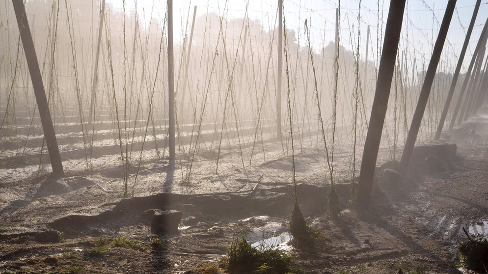 Starkregen und Hagel haben dieses Hopfenfeld in der Hallertau in Oberbayern komplett zerstört. Laut einer Studie im Auftrag von Bündnis 90/Die Grünen vom August 2015 hat sich die Anzahl der Hagelschäden in Bayern durch den Klimawandel vervielfacht. | Bild: picture-alliance/dpa