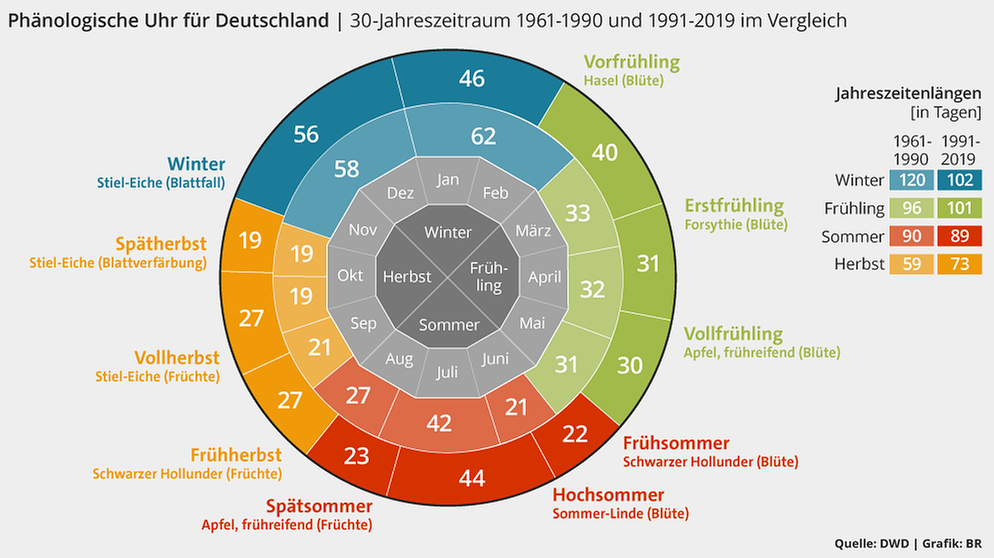 Grafik: Vergleich der phänologischen Jahreszeiten in Deutschland. Gemessen an den Wachstumsphasen der Pflanzenwelt haben sich die Jahreszeiten deutlich geändert: Frühling und Sommer haben im Zeitraum von 1991 bis 2019 im Schnitt um einige Tage früher begonnen als im Vergleichszeitraum 1961 bis 1990. Der Herbst dauert deutlich länger. Daten vom Deutschen Wetterdienst DWD. | Bild: BR, Quelle: DWD