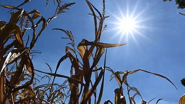 Ein Feld mit Mais, der durch Trockenheit in seinem Wachstum eingeschränkt und verdorrt ist.  | Bild: picture alliance / SvenSimon | Malte Ossowski/SVEN SIMON