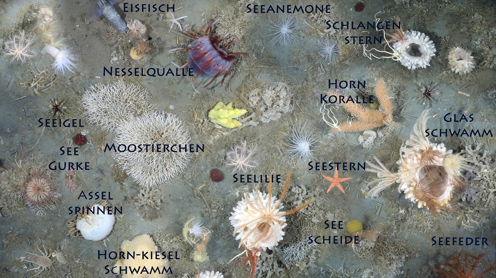 Forschungseisbrecher Polarstern - ein Schiff auf Expedition ins Eis. Mithilfe von Fotoschlitten können die Polarstern-Forscher sogar einen Blick in 300 Meter Tiefe werfen. Diese Tierarten leben auf dem antarktischen Schelf. | Bild: OFOS, Dieter Piepenburg / Montage Hannes Grobe / AWI