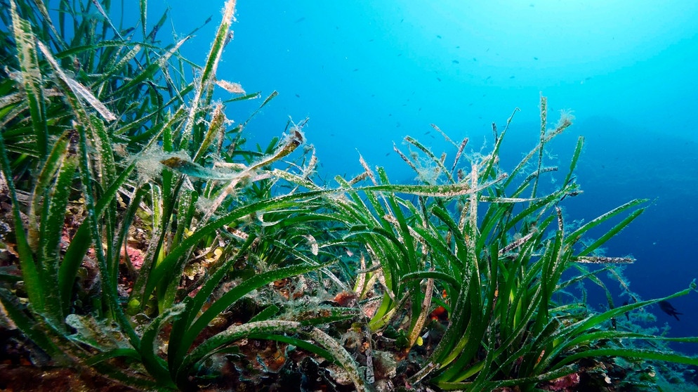 Grüne Lunge ▷ Aquarienpflanzen für extrem viel Sauerstoff