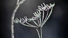 Gefrorener Raureif auf Pflanze, Eiskristalle. Trotz Kälte stehen an manchen Tagen ganz besondere Pflanzen in voller Blüte. Sie sprießen an Fenstern, wuchern über Autoscheiben und glitzern an Bushaltestellen: Eisblumen. Wir erklären euch, wann Eiskristalle und Eisblumen entstehen und warum Eiskristalle sechseckig sind. Außerdem erfahrt ihr, was der Unterschied zwischen Eiskristallen und einer Schneeflocke ist und wie viele Eiskristalle in einer Schneeflocke sind. | Bild: picture-alliance/dpa