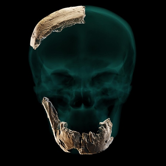 Frühmensch Nesher-Ramla-Homo. Ein Forscherteam aus Isral veröffentlicht im Jahr 2021 Fossilienfunde mit Teilen eines Unterkiefers und Schädeldaches der Gattung Homo. Die Aufnahme zeigt eine Rekonstruktion des Schädels. Ein Neandertaler war er oder sie nicht. Ein Homo Sapiens aber auch nicht. Stattdessen gehörte dieser Mensch nach Ansicht der Forscher zu einer bislang unbekannten Population, den sie nach seinem Fundort "Nesher-Ramla-Homo" tauften.  | Bild: Tel Aviv University